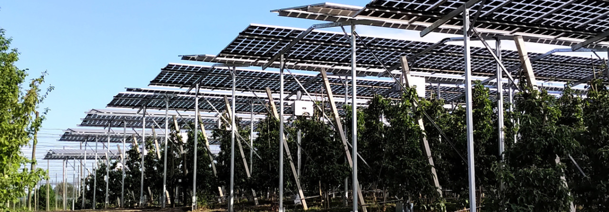 Eine Agri-PV Anlage über einer Apfelplantage in Kressbronn am Bodensee, gebaut von MR Energiesysteme, Gunzenhausen