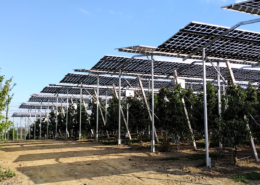 Eine Agri-PV Anlage über einer Apfelplantage in Kressbronn am Bodensee, gebaut von MR Energiesysteme, Gunzenhausen